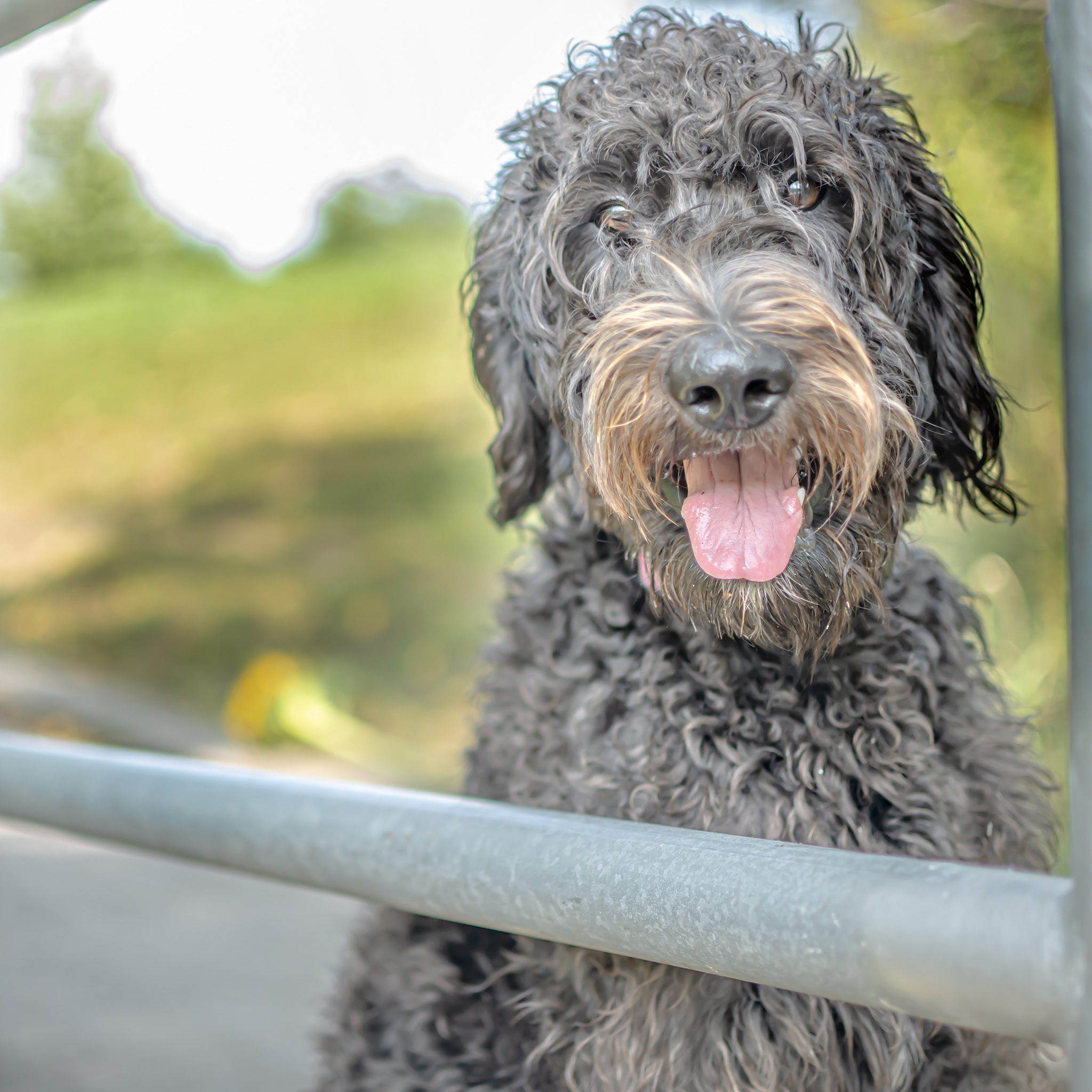 The family pet of Michelle DenBak, photographer and artist.