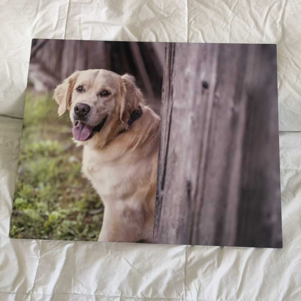 Metal wall art featuring a portrait of a dog peering out of a barn.